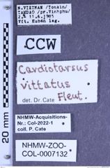 Etiketten zu Cardiotarsus vittatus (Fleutiaux, 1931) (NHMW-ZOO-COL-0007132)